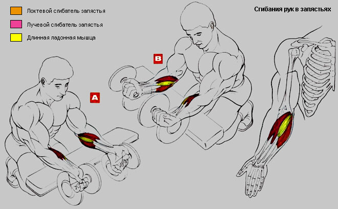 Как накачать мышцы рук в домашних условиях. Упражнения от бодибилдера