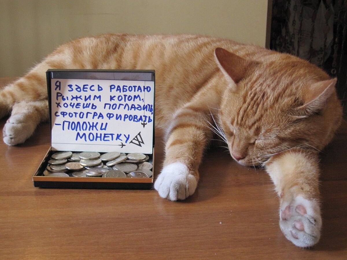 Это Филимон из новости, которая будет после почтового кота. 