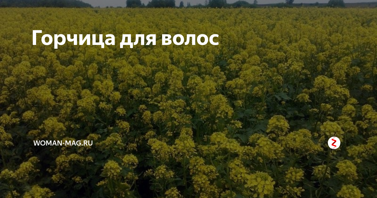 Горчица для волос | Woman-Mag.ru | Дзен