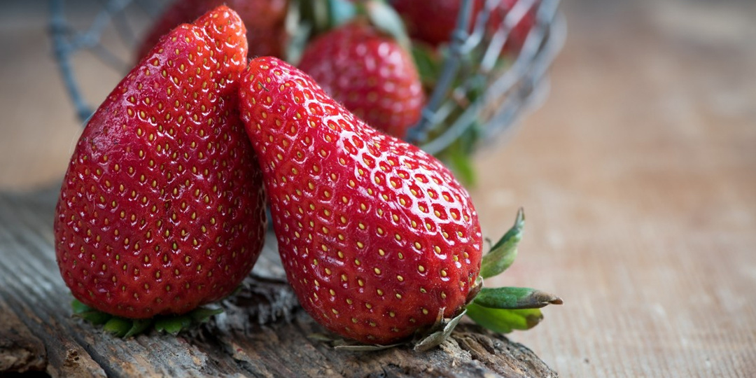 Не забывайте кормить землянику после плодоношения