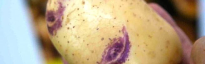 Среди сортов картофеля, популярного среди любителей огорода, особое место занимает Синеглазка. Сорт был назван в честь необычной, запоминающейся окраски клубней. Внимание заслуживают и другие качества: урожайность, превосходный вкус корнеплодов, устойчивость к болезням.