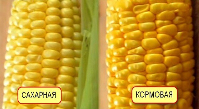 Чем отличается кормовая кукуруза от пищевой?