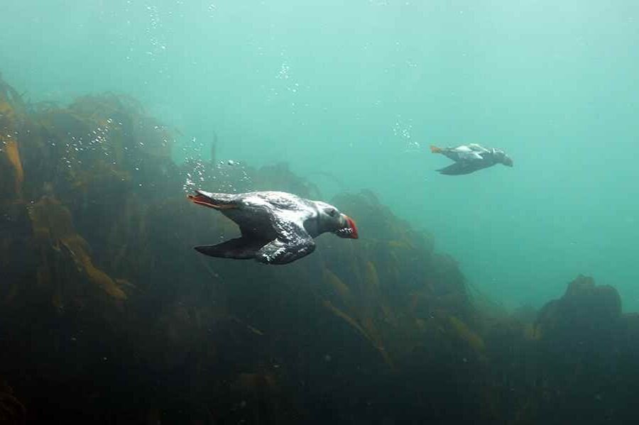 Отличные пловцы, которые не мокнут благодаря специальному веществу, что выделяет копчиковая железа 