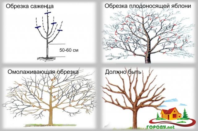 Обрезка плодовых деревьев в подмосковье сроки