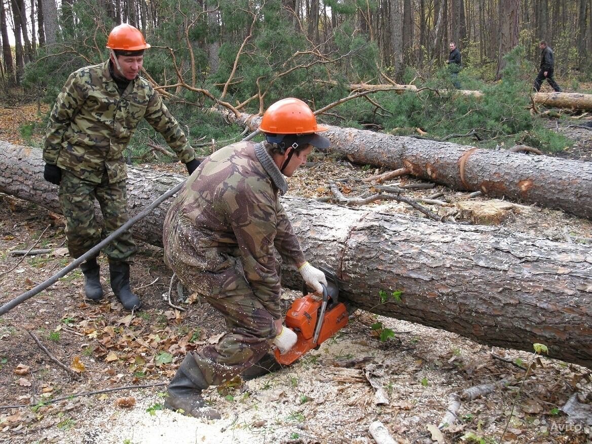 Спилить дерево по закону: требования и нормы | Строительный портал RMNT.RU  | Дзен