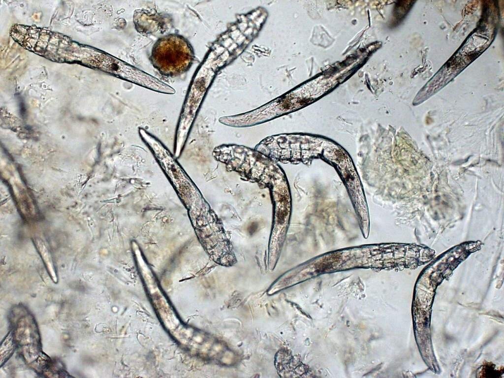 Собака под микроскопом. Демодекоз (угревая Железница). Demodex canis под микроскопом. Клещ Железница (Demodex folliculorum).