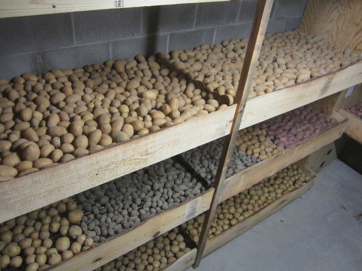 Как правильно хранить картофель: советы и рекомендации