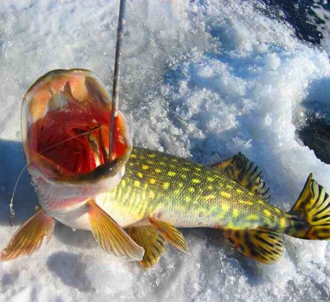 Багорик для зимней рыбалки: как сделать его своими руками из подручных материалов