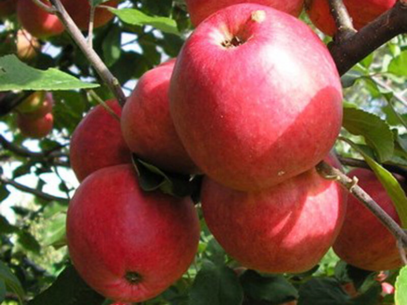 Отзывы садоводов о сорте яблони Пепин шафранный