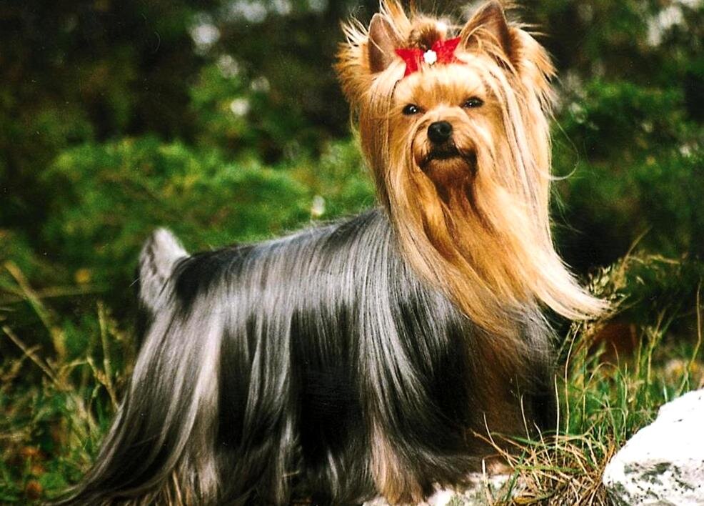 Йоркширский терьер