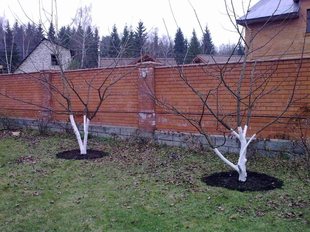 Насколько старые и опасные ваши деревья?