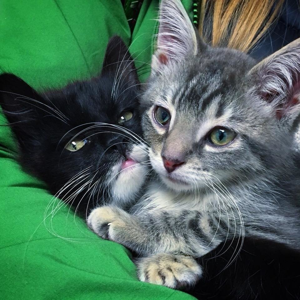 Сестренка кошка. Кошки сестры. Сестры кэтс. Фото две кошечки сестры. Котята один спасает другого.