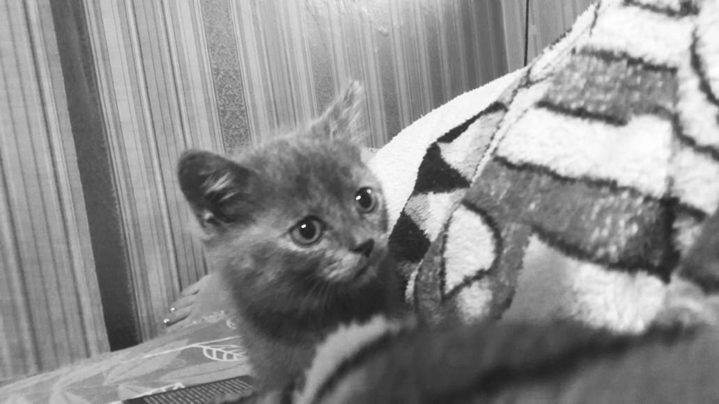 Посмотрела на меня и как будто сказала Фу это ваше манго. И изящно скрылась за пледом