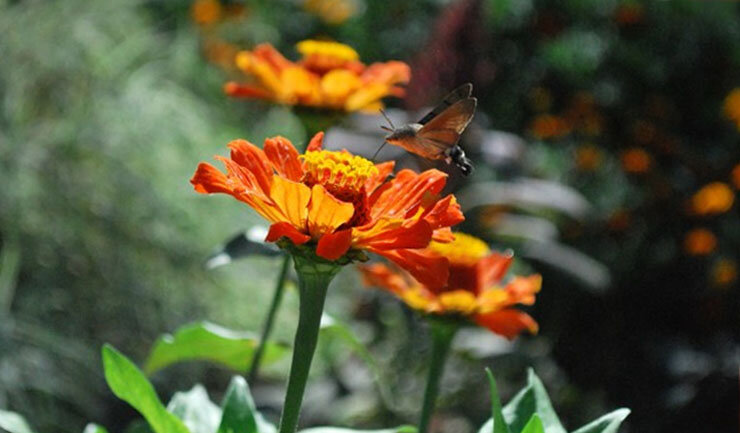 Насекомое бражник, бабочка.