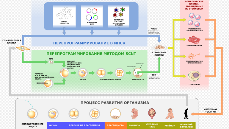 Программирование клеток. Фото: Википедия