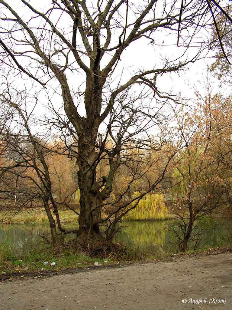 Деревья в ростове на дону фото название