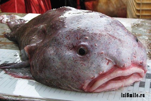 Источник изображения: https://animalbox.ru