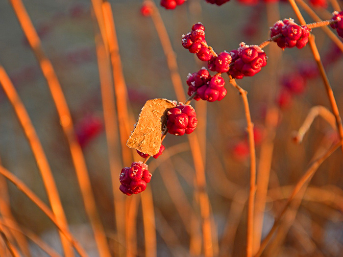 Ягоды осенью