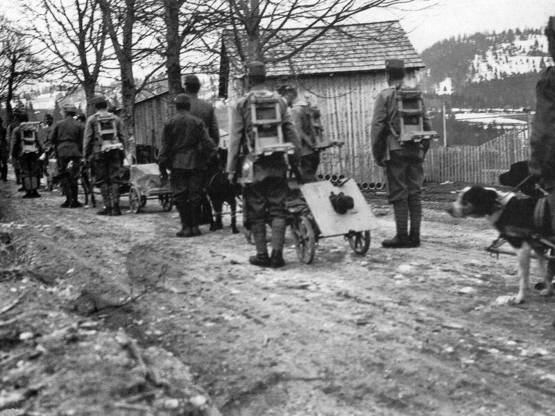 собаки везут 37 мм австро- венгерскую траншейную пушку