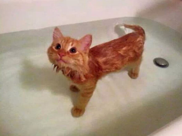 Я просто кот, который любит купаться! Да, я существую!