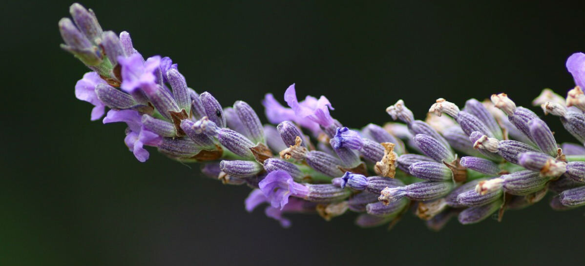 Лаванда узколистная - lavandula angustifolia