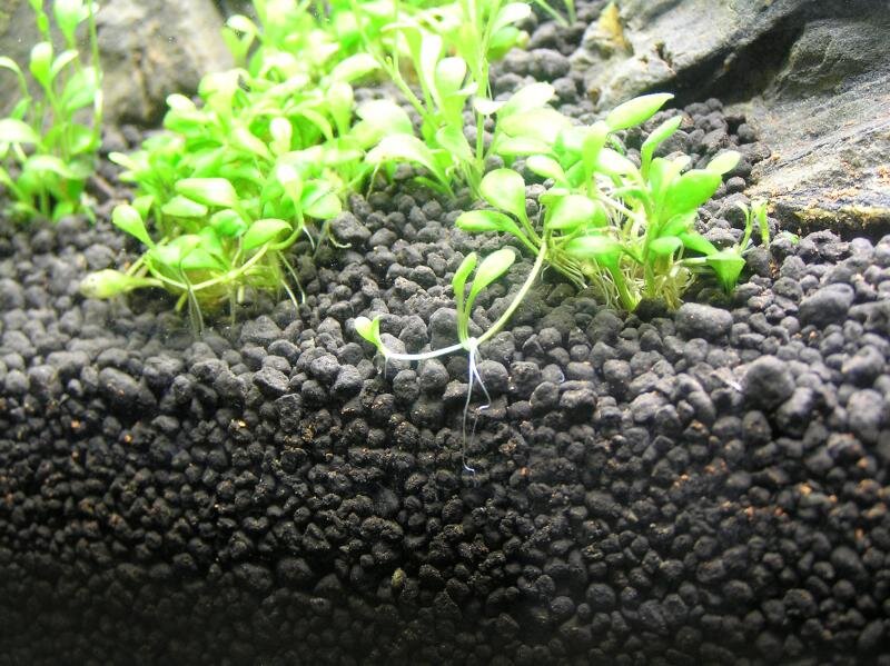 Питательный черный грунт. Растения растут в бешенном темпе. 