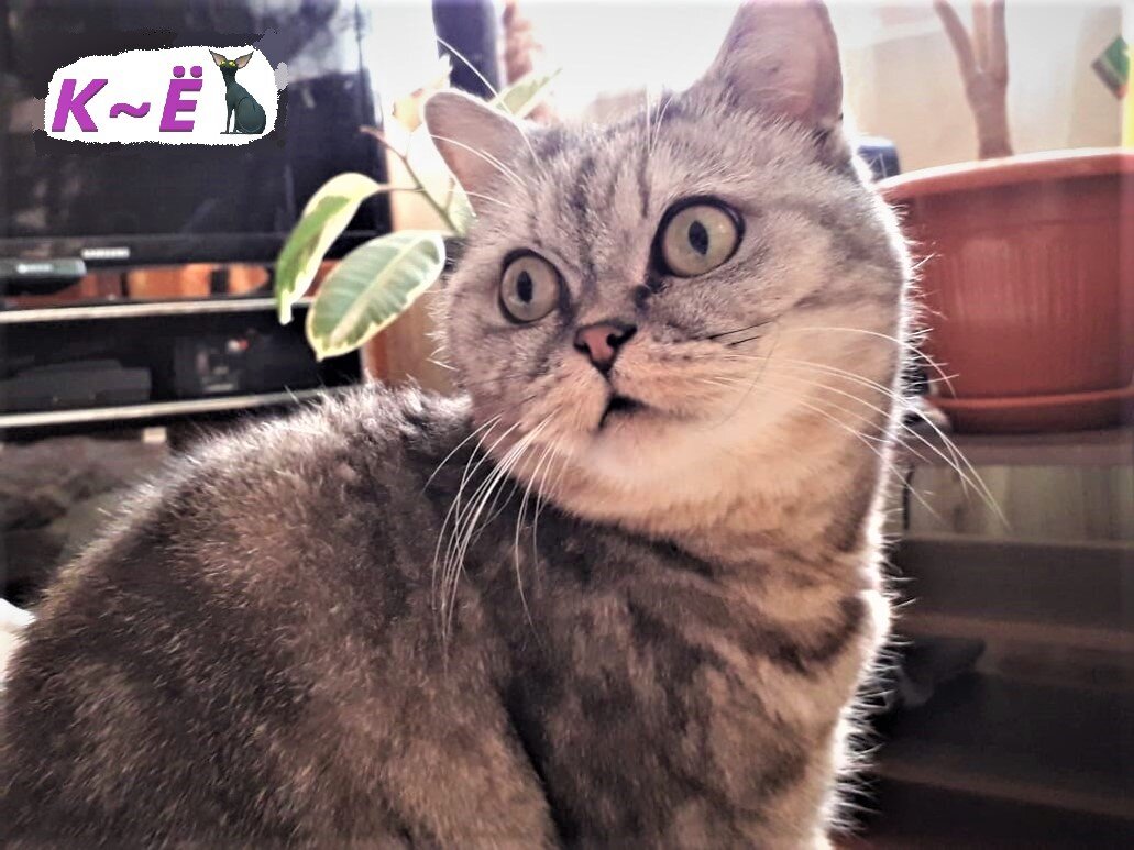 Наша красавица Мася