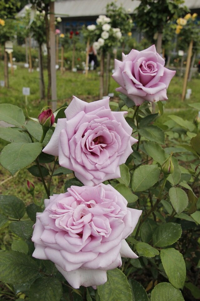 Роза Блю Мун особенности и характеристика сорта правила посадки выращивания и ухода отзывы - сайт садовода-любителя