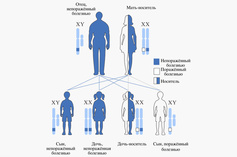 Гены отца передаются сыну