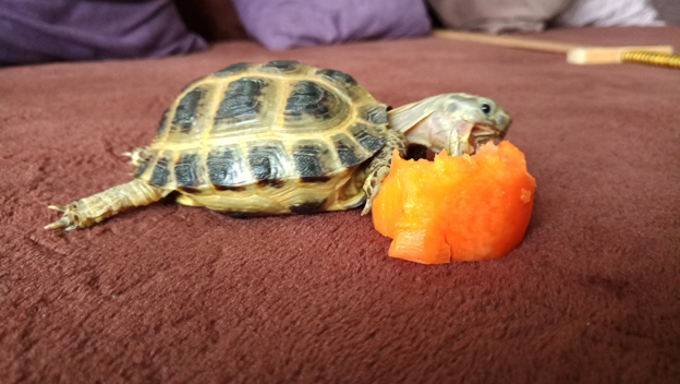 Черепах есть морковку