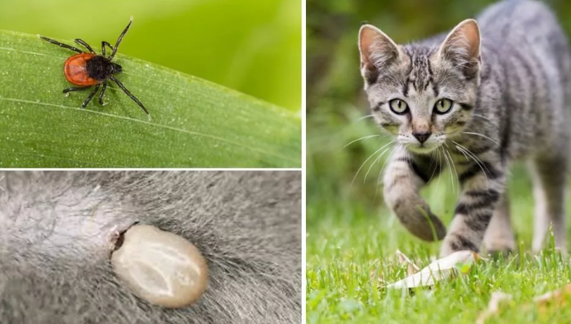                                                                                           фото из сети