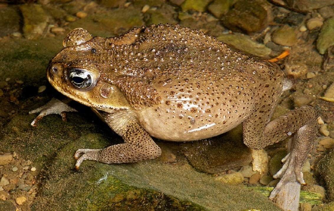 Жаба ага. Bufo Marinus. Жаба Бломберга. Жаба Bufo Marinus.