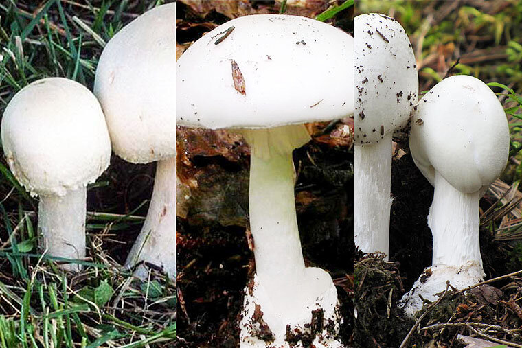 Гриб двойник бледной поганки. Белая поганка и шампиньон. Шампиньон и поганка. Шампиньон полевой и бледная поганка. Белая поганка и шампиньон.