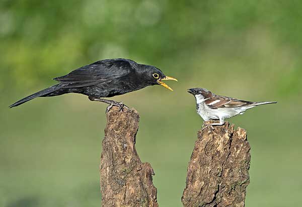 Источник фото: flickr.com