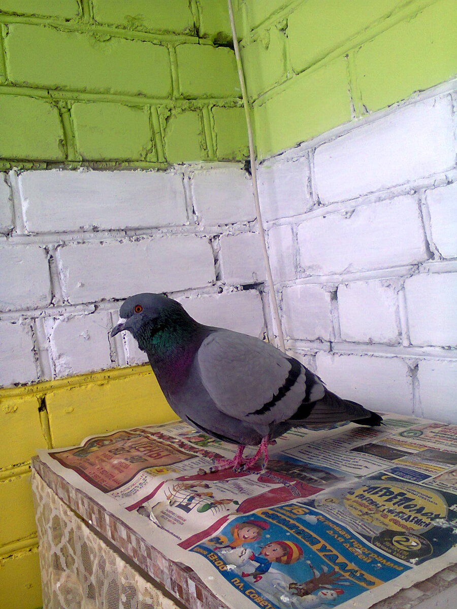 Гулик, он же Гуляшик, он же Птиц, он же Птицын...))) Фото из личного архива автора.