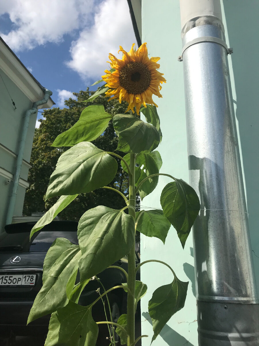 🌻 Городские цветы...

Вот такой красавец вырос у нас во дворе из-под асфальта!