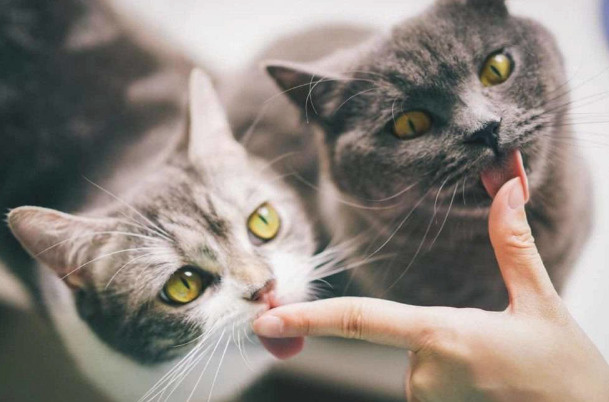 Лечение кошками использовалось в Египте