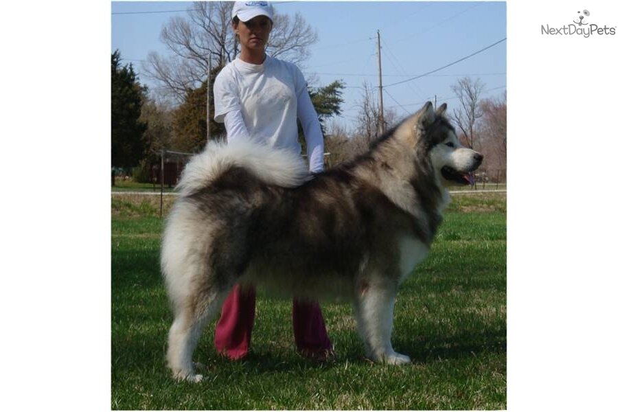 Стандарт или гигант? Фото из открытого источника. 