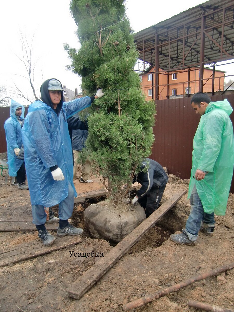 Биг Джон посадка крупномеров