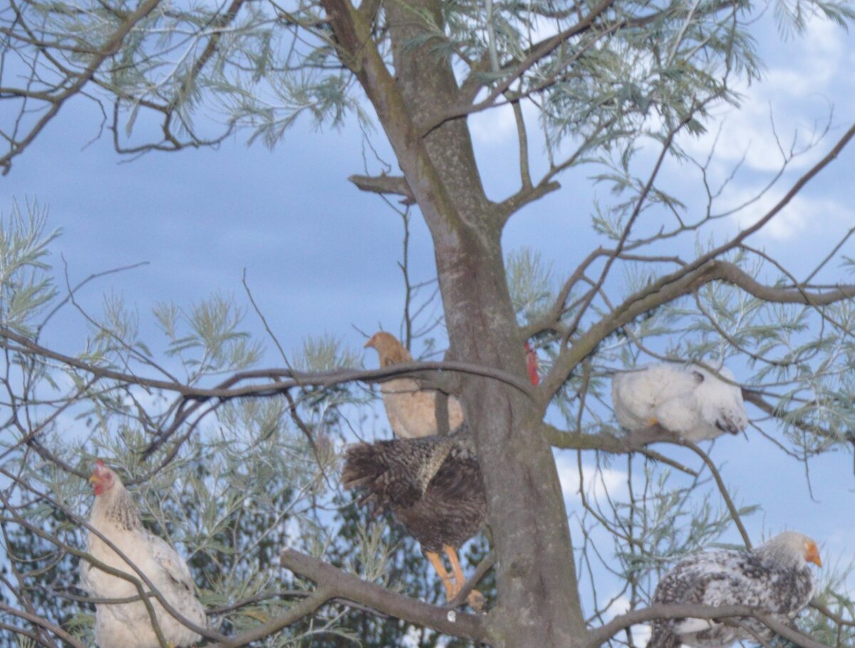 вот и петушок добрался , гребешок торчит из-за ствола