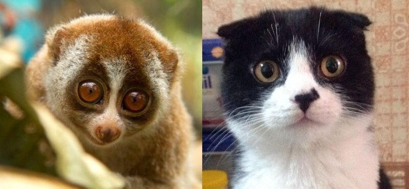 Обезьяна Лори и кот Микки