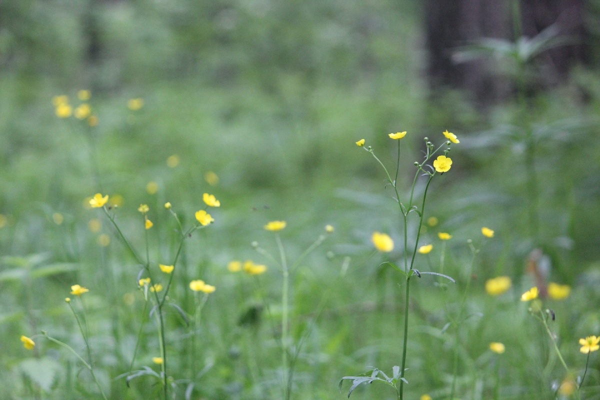 Фото автора | Лес - это для души