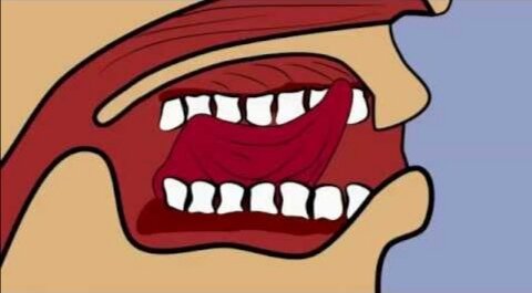 Положение языка