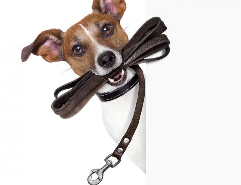 Пойдем гулять?