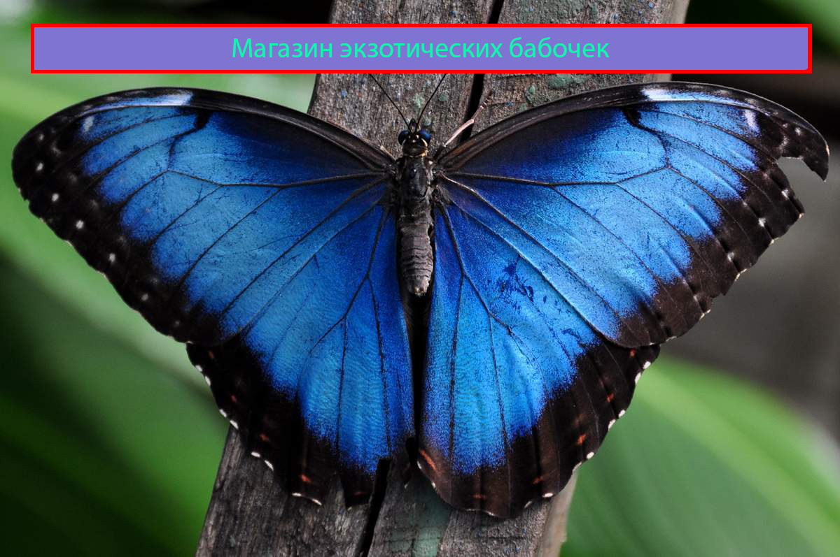 Morpho menelaus