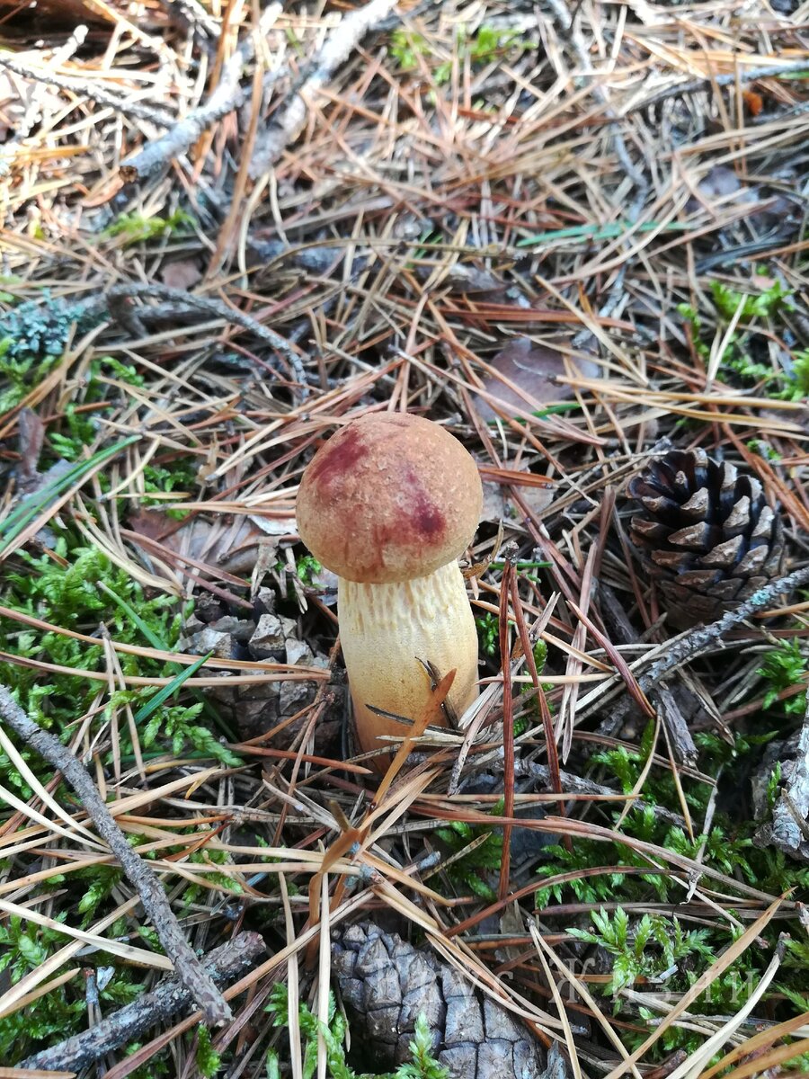 Вот он - крепенький и золотистый.