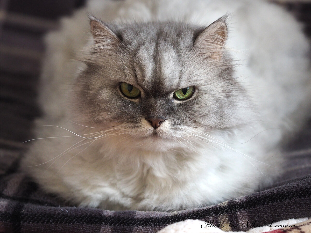 Фото автора