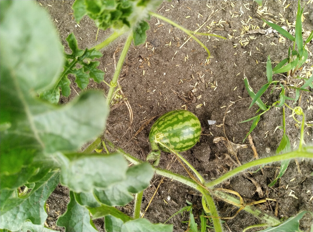 Два арбузик