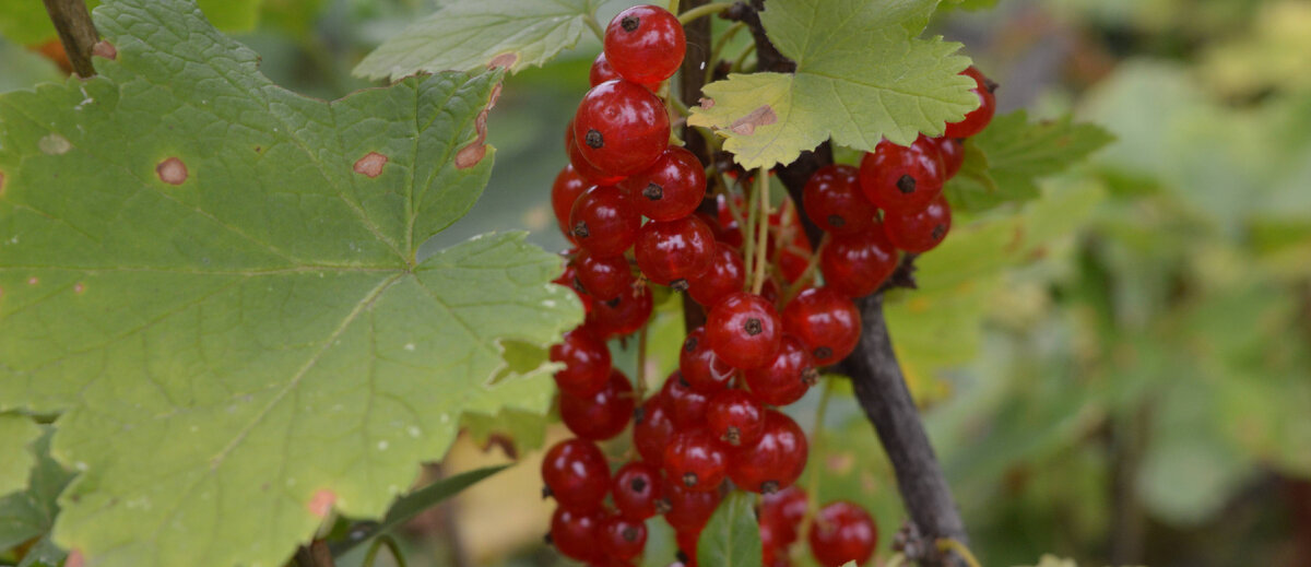 Красная смородина (кислица). Фото автора