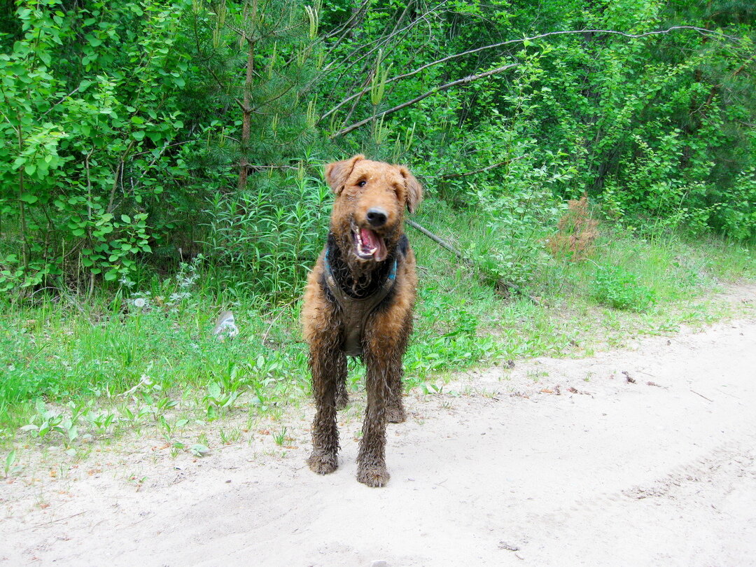 На фото: эрдельтерьер Аякс после купания в грязи